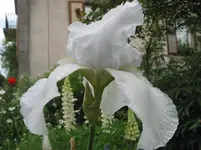 001.webp