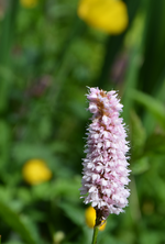 DSC_4536.webp