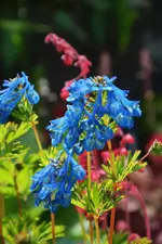 DSC_4537.webp