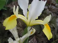 003.webp