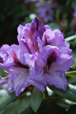 DSC_4569.webp