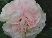 004.webp