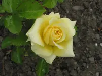 006.webp