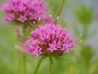 Phuopsis stylosa.webp