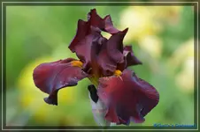 Gallant Moment 100cm.webp