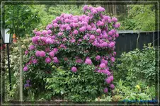 comp_DSC03617.webp
