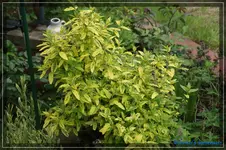 comp_DSC03623.webp