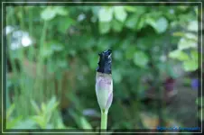 comp_DSC03624.webp