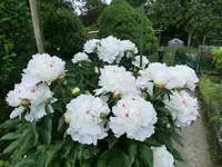 CIMG0412.webp