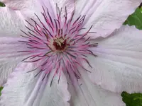 CIMG0397.webp
