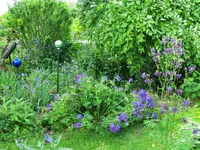 CIMG0411.webp