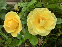 CIMG0398.webp