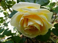 DSCF9255.webp