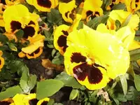 Bilda005.webp