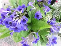 Bilda002.webp