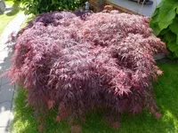 DSCF9205.webp