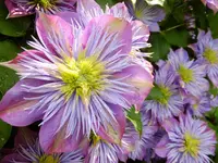 DSCF9049.webp