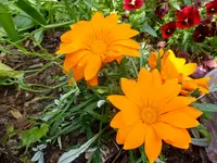 DSCF9251.webp
