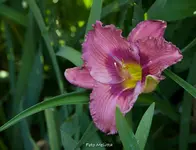 IMG_8581.jpg