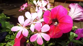 DSCF1974.webp
