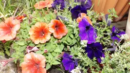 DSCF2031.webp
