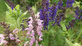 DSCF2098.webp