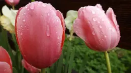 DSCF2071.webp
