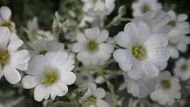 DSCF2117.webp