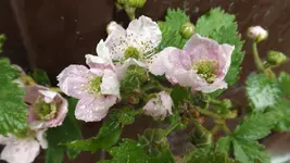 DSCF2087.webp