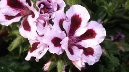 DSCF2139.webp