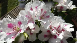 DSCF2150.webp
