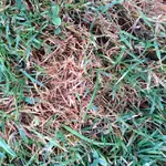 Rasen3.webp