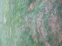 Rasen4.webp