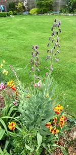 blume.webp
