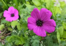 DSCF1139 (2).webp
