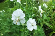 DSCF1156 (2).webp
