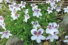 DSCF1101 (2).webp