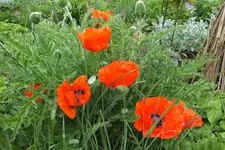DSCF1109.webp