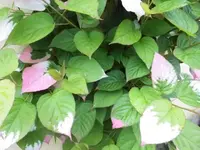 Bilda048.webp