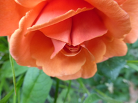 P1410130.webp