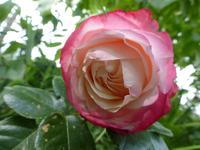P1410153.webp