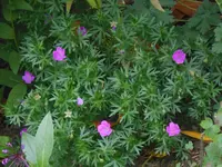 DSCN2438.webp