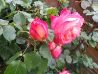 DSCN2434.webp