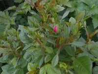 DSCN2449.webp
