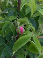 DSCN2448.webp