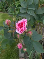 DSCN2447.webp