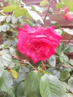 DSCN2436.webp