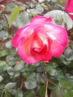 DSCN2435.webp
