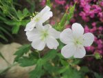 Geranium maculatum album 1.JPG