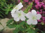 Geranium maculatum album 1.JPG